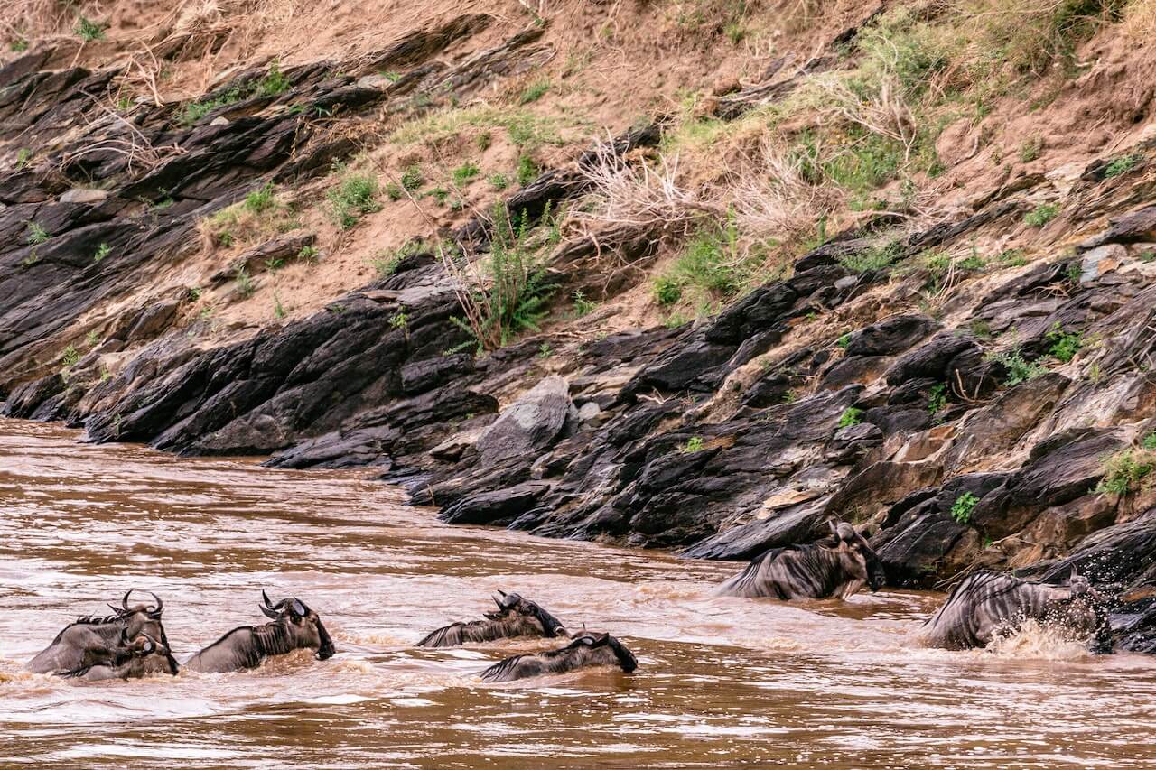 Wildebest Migration at Maasai Mara from Olaileopo