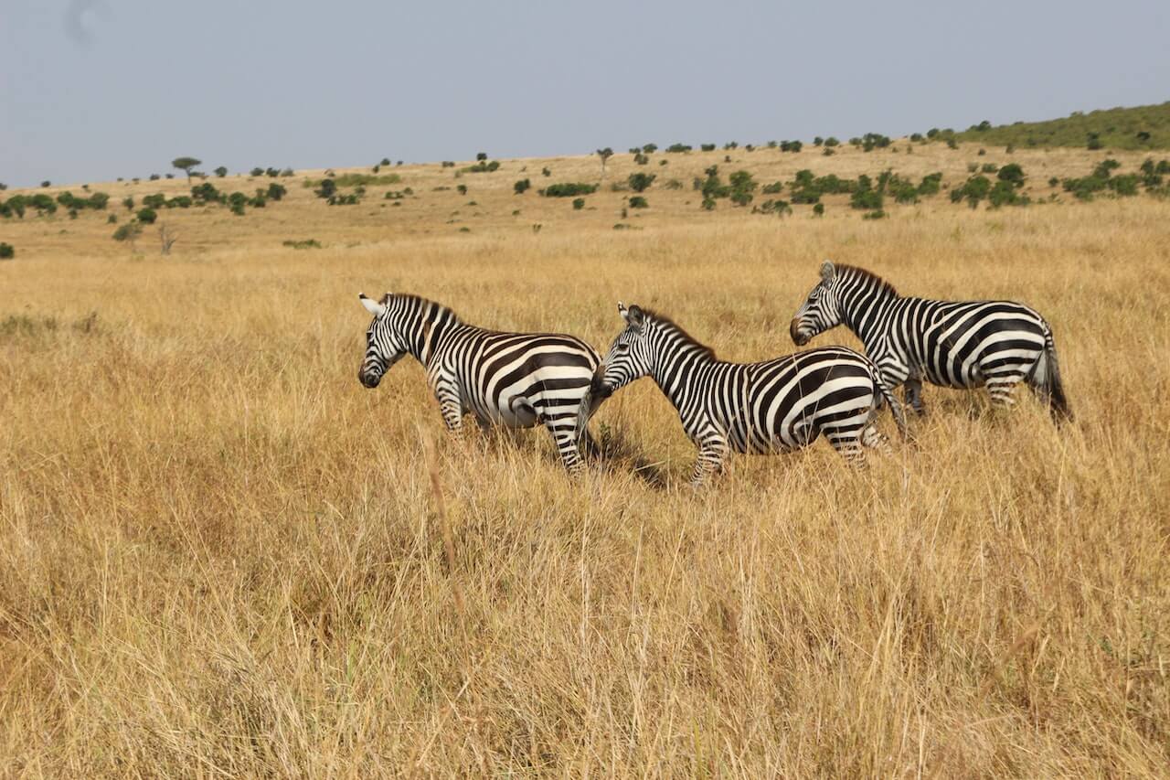 Zebras Maasai Mara