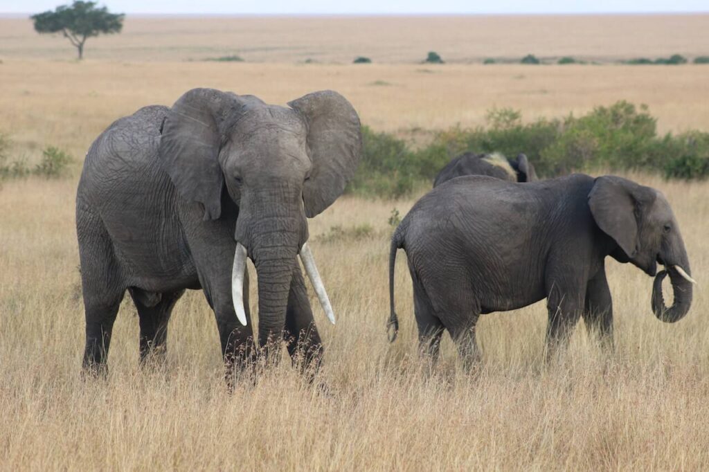 Elephants at Masai Mara from Olailepo Camp